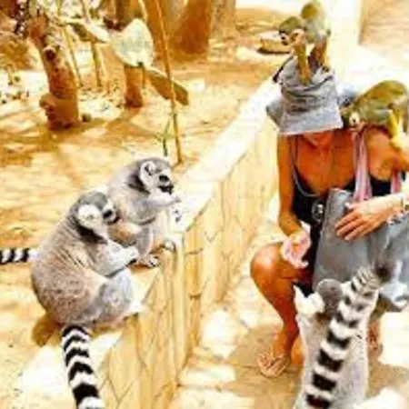 Lägenhet Celeste 250m De L'ocean Vue Panoramique Palm-mar