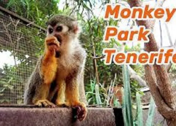 Celeste 250m De L'ocean Vue Panoramique Διαμέρισμα Palm-mar